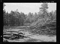 Proper care of forest: thinned area with brush and disease trees removed. Pine Ridge project. Sioux County, Nebaska. Sourced from the Library of Congress.