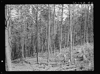 Timber thinned by the removal of diseased and misshapen trees. Pine Ridge, Nebraska. Sourced from the Library of Congress.