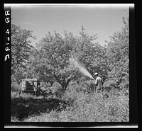 Spraying apple trees. Ada County, Idaho. Sourced from the Library of Congress.