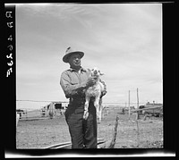 Sheep rancher. Oneida County, Idaho. Sourced from the Library of Congress.