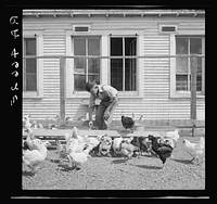 Son of rehabilitation client feeding mash to chickens. Pennington County, South Dakota. Sourced from the Library of Congress.