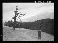 Mute snags in the foreground were once part of the heavy timber being slowly inundated by drifting sand dunes on the Oregon coast. Holland grass is being planted to stop the drifting. Sourced from the Library of Congress.