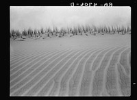 Winds off the Pacific Ocean make fantastic whorls in the sand dunes along the Oregon coast. Holland grass is being planted to stop the drifting. Sourced from the Library of Congress.