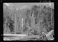 Cut-over land in the Mount Hood National Forest, Oregon. Sourced from the Library of Congress.
