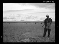 The United States Biological Survey has cooperated with the Resettlement Administration in its efforts to stop the extensive damage done to crops in central Oregon. A group of Resettlment Administration men are spreading rotted oats mixed with strychnine in a wheat field almost ruined by kangaroo rats. Sourced from the Library of Congress.