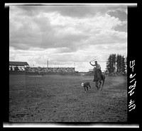 Roping a calf. Molalla Buckeroo (rodeo). Molalla, Oregon. Sourced from the Library of Congress.