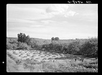Yakima Valley farm. Washington. Sourced from the Library of Congress.
