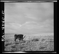 Grazing land. Madras, Oregon. Sourced from the Library of Congress.
