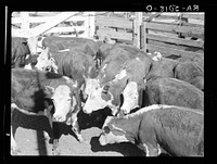 Drought cattle at the stockyards. These cattle are distinctly below average. Billings, Montana. Ranchers are unloading their herds before they get too thin. Grasshoppers have eaten up what little grass there was before drought. Sourced from the Library of Congress.