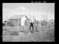 Sawing down trees killed by the drought and grasshoppers plague on the farm of Mrs. Emma Knoll in Grant County, North Dakota. Sourced from the Library of Congress.