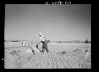 Irrigated fields in the drought area yield a good harvest. Near Billings, Montana. Sourced from the Library of Congress.