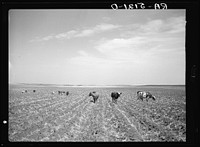 The only feed available for many cattle are the dried and grasshopper-chewed cornstalks. Near Carson, North Dakota. Sourced from the Library of Congress.