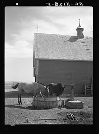 Horses trying to get some water out of the sun-baked trough on Mike Bullinger's farm near Carson, North Dakota. Sourced from the Library of Congress.