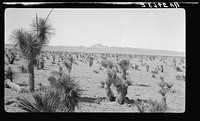 Type of land on project at Las Cruces, New Mexico. Note large yuccas. Sourced from the Library of Congress.