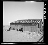 This farmer took the roof off his barn to make a windbreak for his garden. There was no rain. Cimarron County, Oklahoma. Sourced from the Library of Congress.