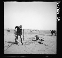 Dust bowl farmer raising fence to keep it from being buried under drifting sand. Cimarron County, Oklahoma. Sourced from the Library of Congress.