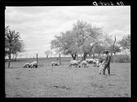 Leo Wilks, rehabilitation client, and sheep purchased with rehabilitation loan. Callaway County, Missouri. Sourced from the Library of Congress.