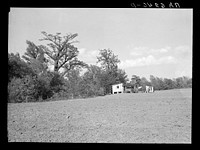 Typical sharecropper's shack with crop entirely surrounding house. Mississippi County, Missouri. Sourced from the Library of Congress.