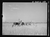 Harvesting fall wheat in Arkansas near Little Rock. Sourced from the Library of Congress.