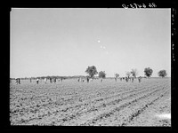 Cotton chopping on Mississippi Delta land near Clarksdale, Mississippi. Sourced from the Library of Congress.