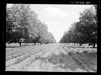 Pecan grove with soybeans. Sunflower plantation, just optioned by Resettlement Administration. Near Sunflower, Mississippi. Sourced from the Library of Congress.