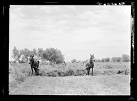 Rehabilitation Administration client racking clover with "sweep rake" at farm. St. Charles Parish, Louisana. Sourced from the Library of Congress.