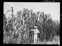 Rehabilitation Administration loan supervisor, St. Charles Parish, near New Orleans, Louisiana, standing alongside corn which is yielding one hundred bushels an acre. This land has not been planted on for more than twenty-six years. Sourced from the Library of Congress.