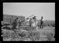 Cotton pickers who receive fifty cents a hundred pounds. Kaufman County, Texas. Sourced from the Library of Congress.
