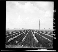 Planting beans near Belle Glade, Florida. Sourced from the Library of Congress.