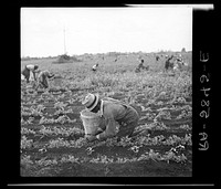 Picking beans. Belle Glade, Florida. Sourced from the Library of Congress.