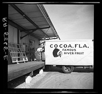 Loading oranges in Fort Pierce, Florida. Sourced from the Library of Congress.