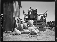 Weighing certified cotton seed for distribution to  farmers of Roanoke Farms. North Carolina. Sourced from the Library of Congress.