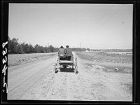 Farmer driving his mule team to community warehouse where he will get cotton seed and other supplies which have been bought cooperatively. Roanoke Farms, North Carolina. Sourced from the Library of Congress.