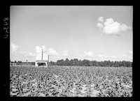 Tobacco field and barn. Irwinville Farms, Georgia. Sourced from the Library of Congress.