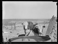 Cattle at watering trough. Ottawa County, Kansas. Sourced from the Library of Congress.