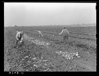 Mexicans working in sugar beet fields. Lincoln County, Nebraska. Sourced from the Library of Congress.