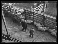 Counting sheep as they enter the stockyards. South Omaha, Nebraska. Sourced from the Library of Congress.