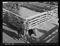 Cattle salesman. South Omaha stockyards. Nebraska. Sourced from the Library of Congress.
