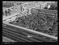 Cattle in stockyards. South Omaha, Nebraska. Sourced from the Library of Congress.