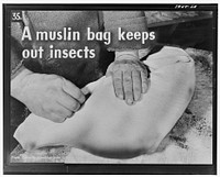 Flour or sugar sacks are satisfactory for bagging hams. Fasten a piece of twine or wire securely to the bag, for hanging the meat. The twine or wire should not go through the meat. Sourced from the Library of Congress.