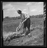 Luke Weldon farms twenty-eight acres in truck crops. In the south Jersey area of industrial truck farming many others like him have to do part-time farm labor for the big companies, where they use airplanes. He sprays by hand. Near Bridgeton, New Jersey. Sourced from the Library of Congress.