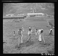 Young sons of resettlers in an outdoor class of the agricultural school. La Plata project. Puerto Rico. Sourced from the Library of Congress.