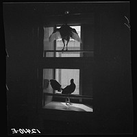 Hotel for fighting cocks. Before the fights the owners bring in their birds and leave them overnight so that they should be rested and in good condition. Puerto Rico. Sourced from the Library of Congress.
