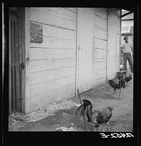 A fighting cocks' garage. Owners of cocks can park their fowl here while they go about their business. The fee is twenty-five cents for "room and board." San Juan, Puerto Rico. Sourced from the Library of Congress.