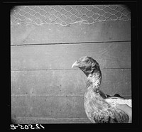 Head of a fighting cock in fighting trim. Puerto Rico. Sourced from the Library of Congress.