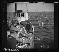 Aboard a trawler. Selecting fish and cutting off heads. Only mackerel, whiting and occasional flounder or halibut are kept. Thrown from trough into ice-filled hold. Fish heads and non-marketable fish are thrown into sea above which hundreds of seagulls wait hungrily. Provincetown, Massachusetts. Sourced from the Library of Congress.