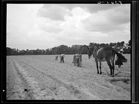 [Untitled photo, possibly related to: One mule drag on North Carolina farm]. Sourced from the Library of Congress.