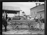 Farmer going home with  cotton seed and other  supplies which have, been  bought cooperatively.  Roanoke Farms, North  Carolina. Sourced from the Library of Congress.
