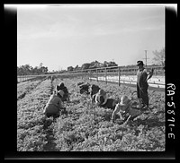 [Untitled photo, possibly related to: Pulling young celery shoots out of the beds before replanting in the fields. Sanford, Florida]. Sourced from the Library of Congress.