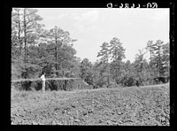 [Untitled photo, possibly related to: Cornfield cultivated near erosion pit near Havana, Alabama. Near west Alabama land use demonstration project near Greensboro. Note "Utah clay formation" in bottom of pit]. Sourced from the Library of Congress.